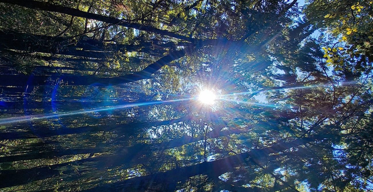 Sunlight through trees